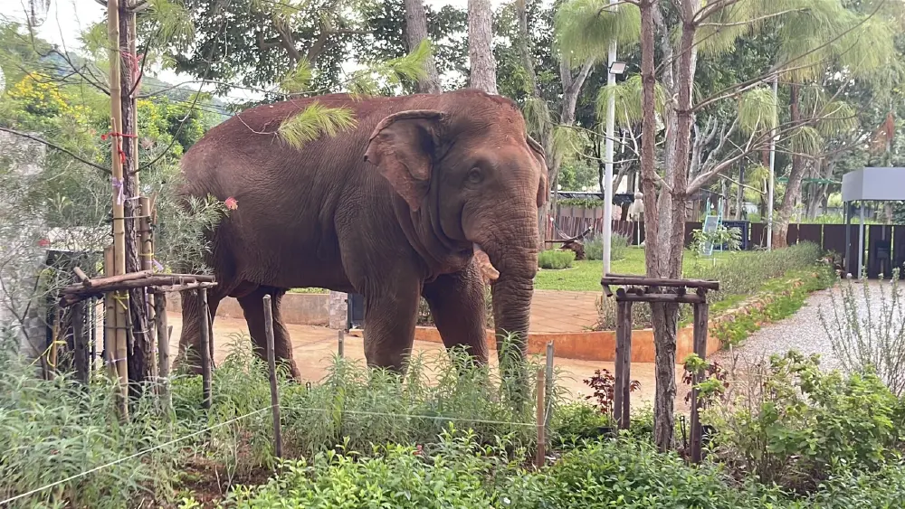 ผู้จัดการเขาใหญ่มาเอง! "พลายด้วน" ช้างป่าโผล่ตรวจรีสอร์ต