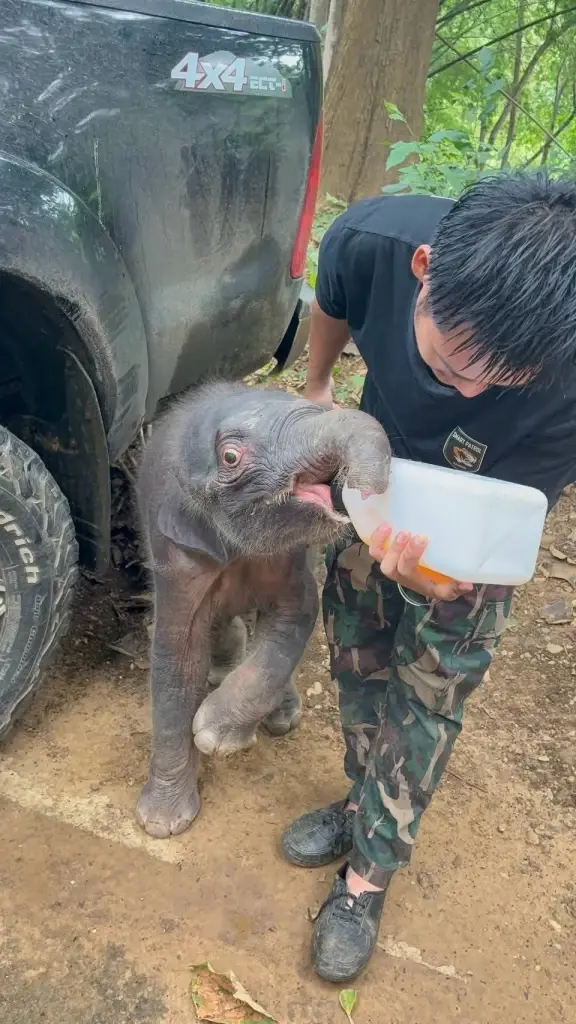 นาทีชีวิต! ช่วยลูกช้างป่าวิกฤต หลงฝูงกลางป่าไทรโยค