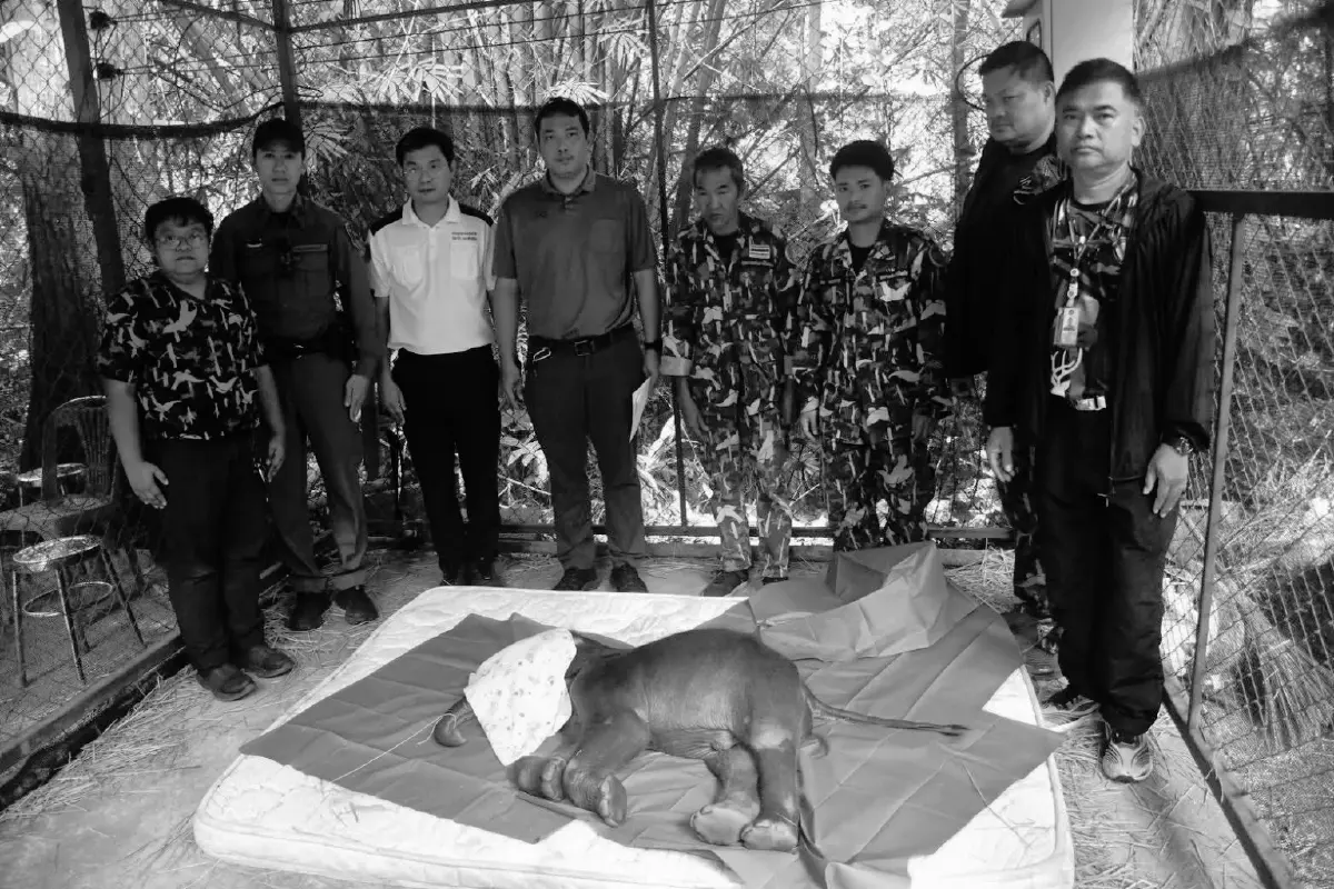 สะเทือนใจ! เผยผลชันสูตร ลูกช้างป่าจิ๋วไทรโยค อวัยวะภายในผิดปกติ