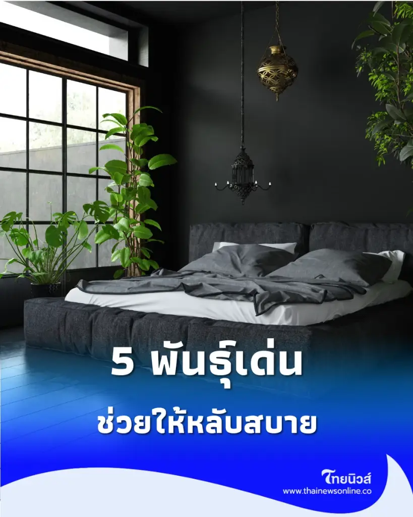 ระวังเข้าใจผิด ต้นไม้แบบไหนห้ามไว้ในห้องนอน ส่อง 5 สายพันธุ์แนะนำ
