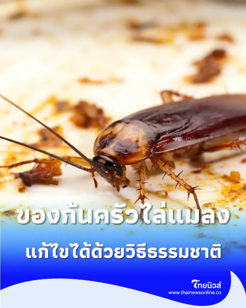 เปิดความจริง 4 ของก้นครัว กลิ่นธรรมชาติที่แมลงสาบขยาด 