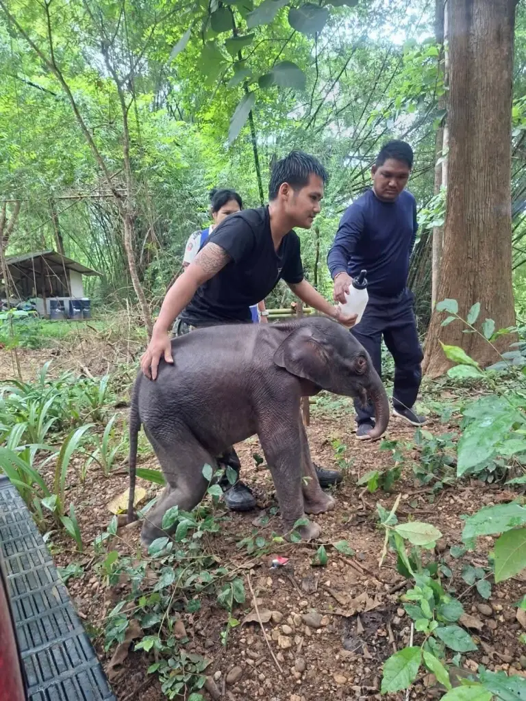 นาทีชีวิต! ช่วยลูกช้างป่าวิกฤต หลงฝูงกลางป่าไทรโยค