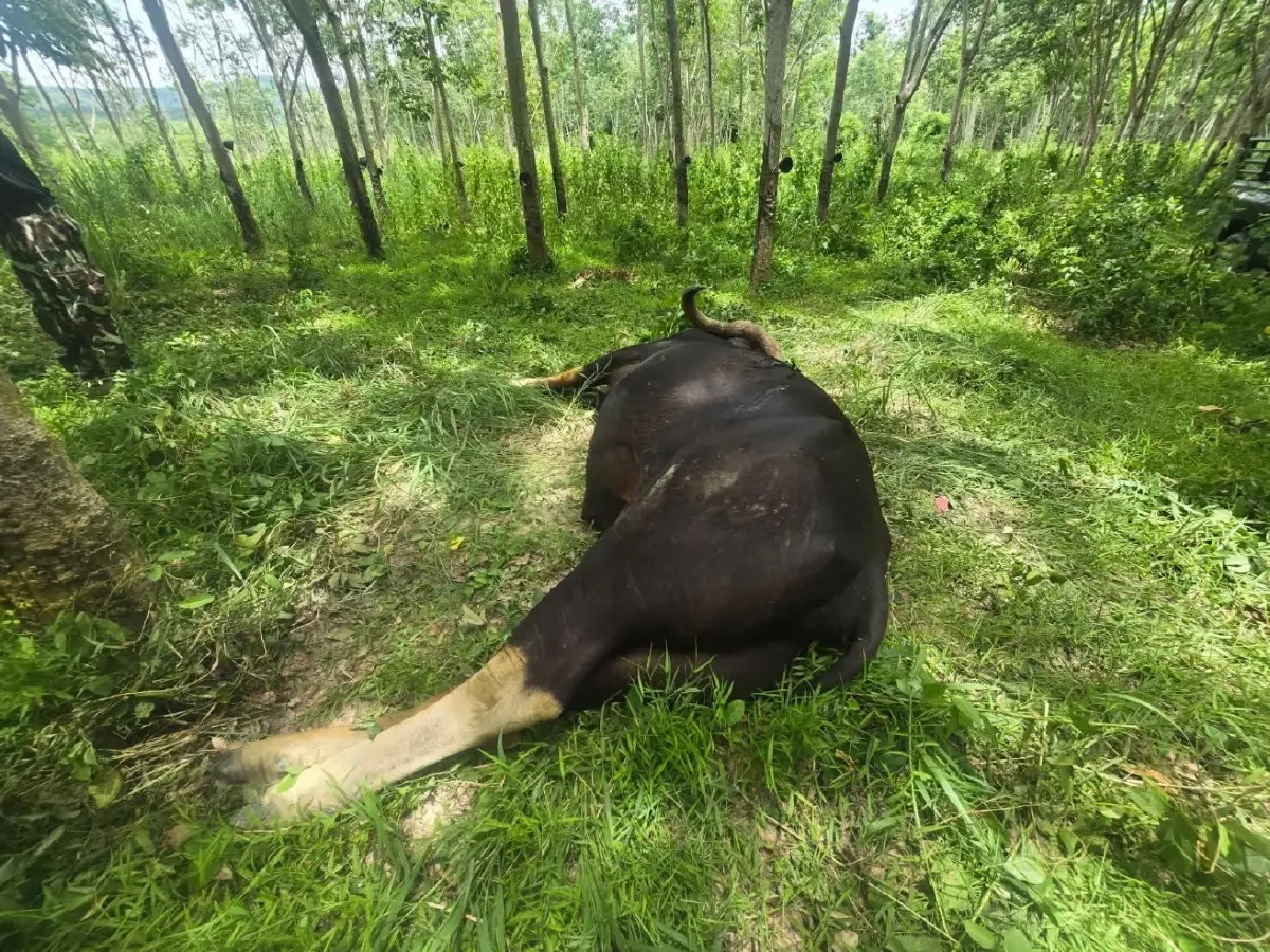สลด! พบซากกระทิงป่ากุยบุรี สแกนเจอกระสุนปืน เร่งล่าตัวคนผิด