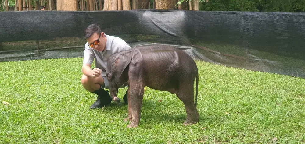 ลุ้นอาการ ลูกช้างป่าพลัดหลง แผลดีขึ้น-เริ่มกินนมได้แล้ว