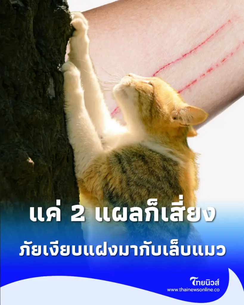 แค่ 2 แผลก็เสี่ยง โดนข่วน 6 วันแผลโตลาม เผยภัยเงียบแฝงมากับเล็บแมว