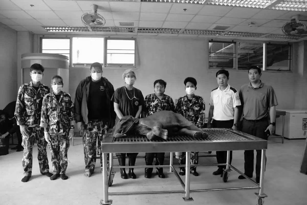 สะเทือนใจ! เผยผลชันสูตร ลูกช้างป่าจิ๋วไทรโยค อวัยวะภายในผิดปกติ