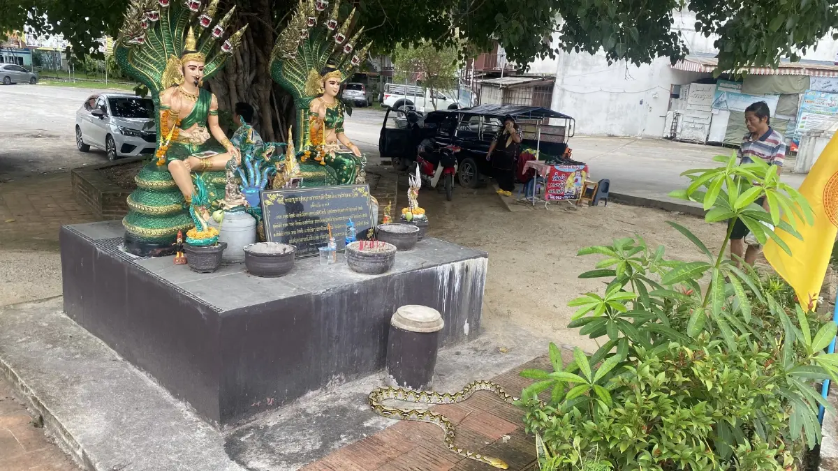 ฮือฮางูเหลือม 3 เมตร นอนเฝ้าศาลพ่อปู่แม่ย่า เชื่อมาให้โชค