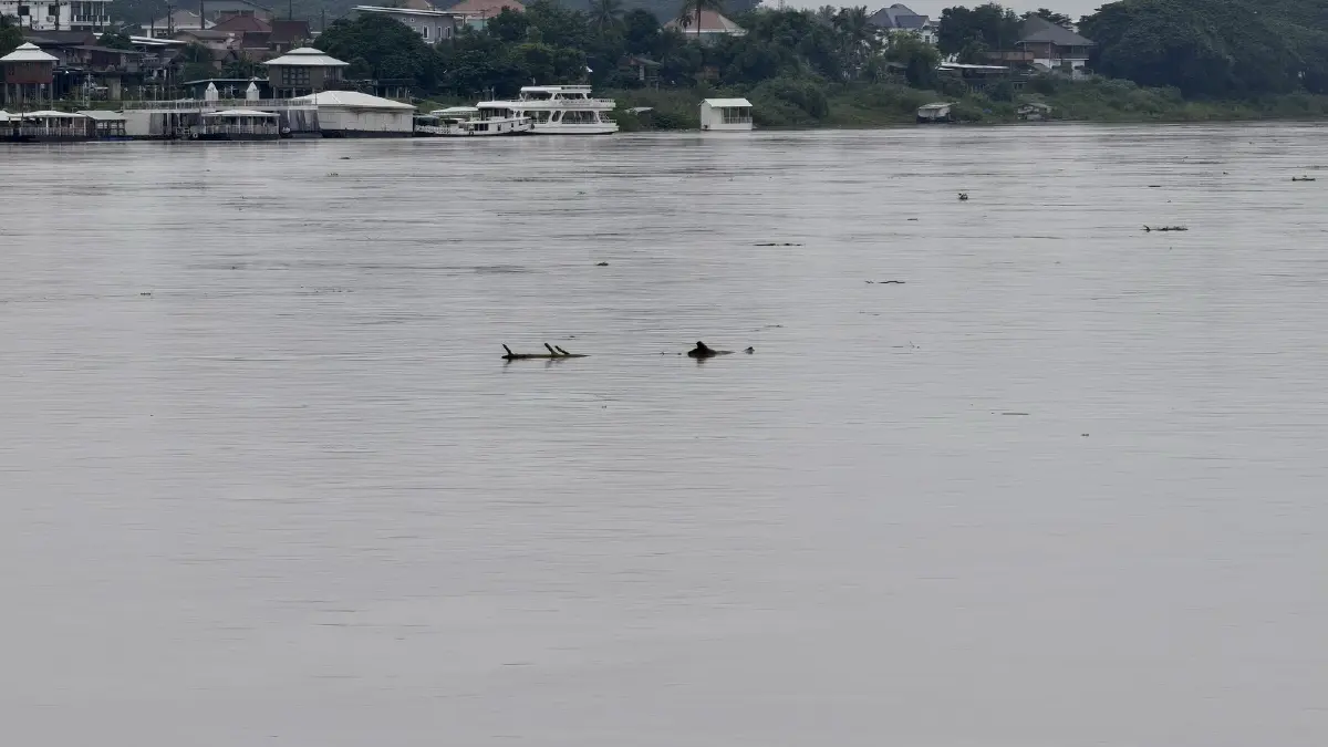ด่วน! น้ำโขงเพิ่มสูงทะลุ 7 เมตร เทศบาลหนองคายเตือนเร่งรับมือ