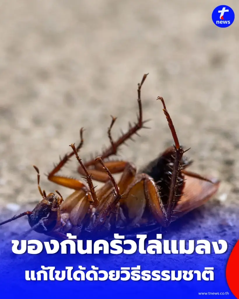 เปิดความจริง 4 ของก้นครัว กลิ่นธรรมชาติที่แมลงสาบขยาด 