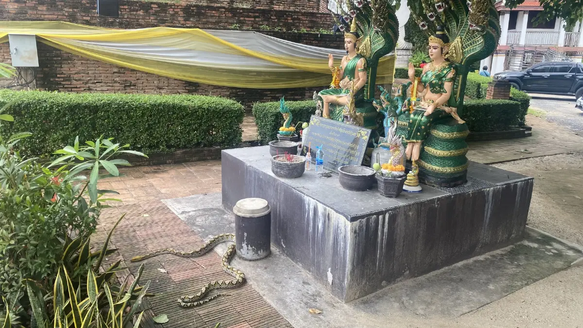 ฮือฮางูเหลือม 3 เมตร นอนเฝ้าศาลพ่อปู่แม่ย่า เชื่อมาให้โชค