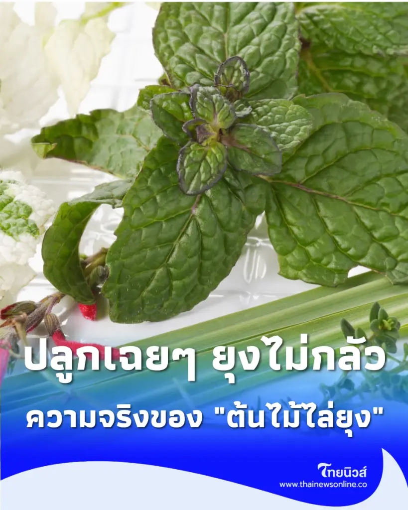 6 ต้นไม้ไล่ยุง ปลูกเฉยๆ ยุงไม่กลัว ความจริงของ ต้นไม้ไล่ยุง