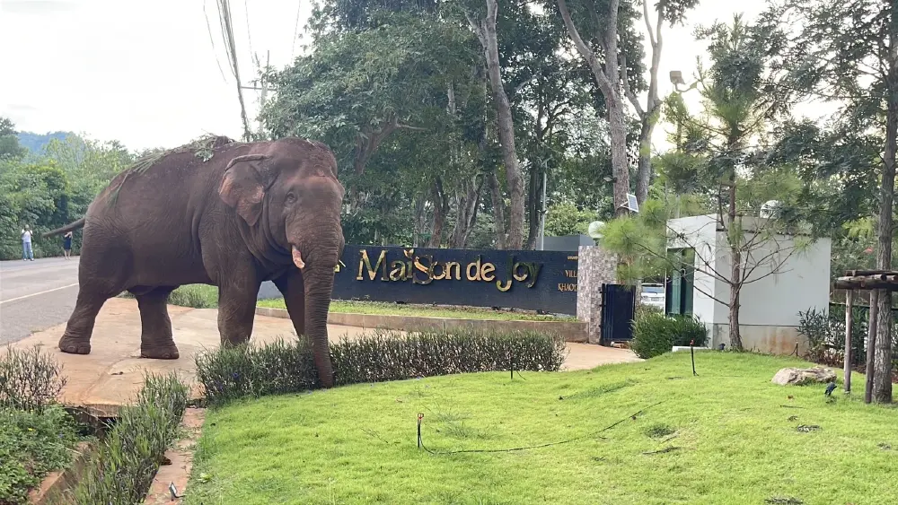 ผู้จัดการเขาใหญ่มาเอง! "พลายด้วน" ช้างป่าโผล่ตรวจรีสอร์ต