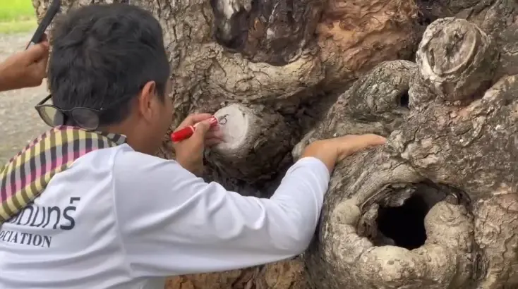 หนุ่มเดินทางขอโชค โดนผีต้นหว้าสิงร่าง เขียนเลขเด็ดเน้นๆ