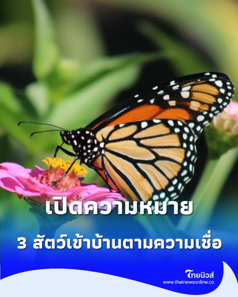 เปิดความหมาย 3 สัตว์มงคลเข้าบ้านตามความเชื่อโบราณ สื่อถึงเรื่องดีๆ และการเปลี่ยนแปลงในชีวิต