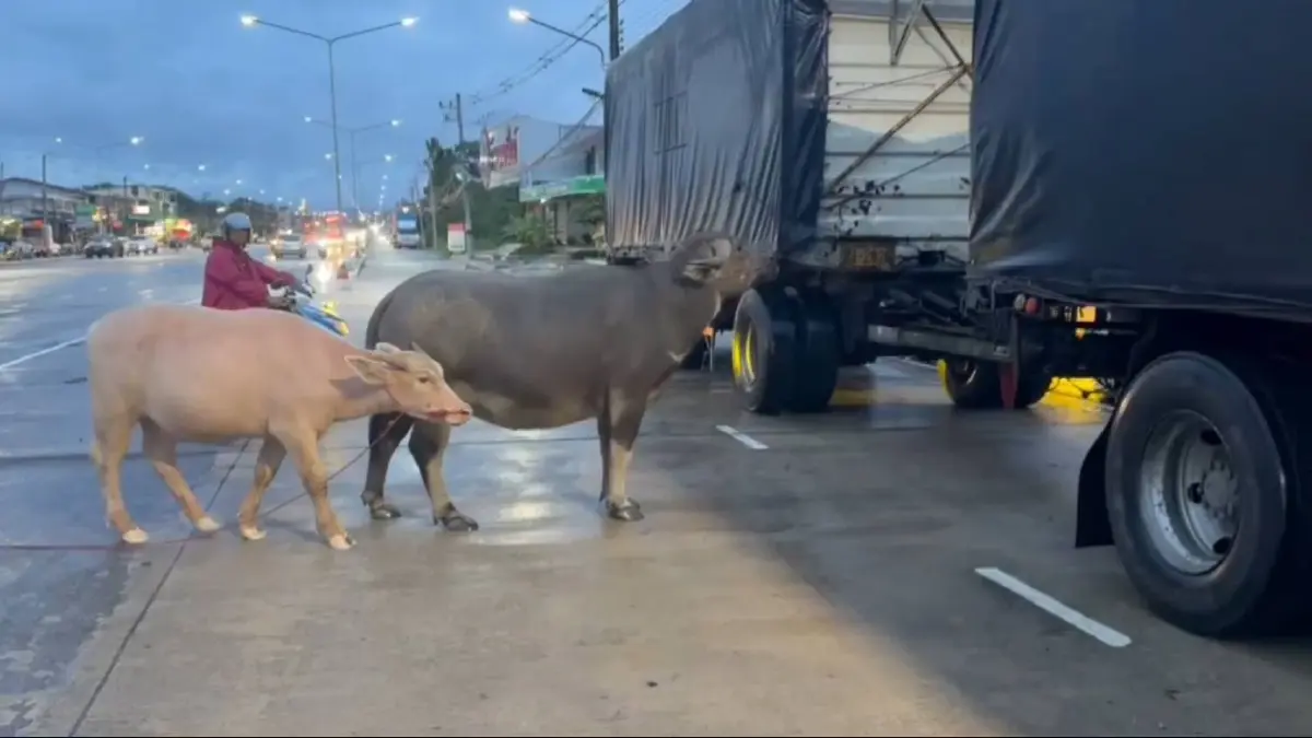 ควายหลุดถนน วิ่งวุ่นบนถนนสีคิ้ว รถเบรกกันตัวโก่ง