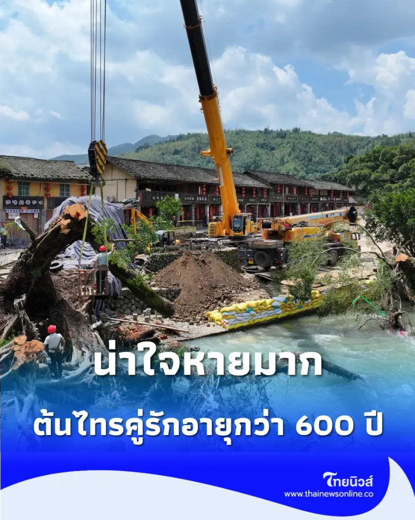 ต้นไทรโบราณ 600 ปี ต้นไม้คู่รักโค่นล้มแล้วหลังฝนตกหนัก