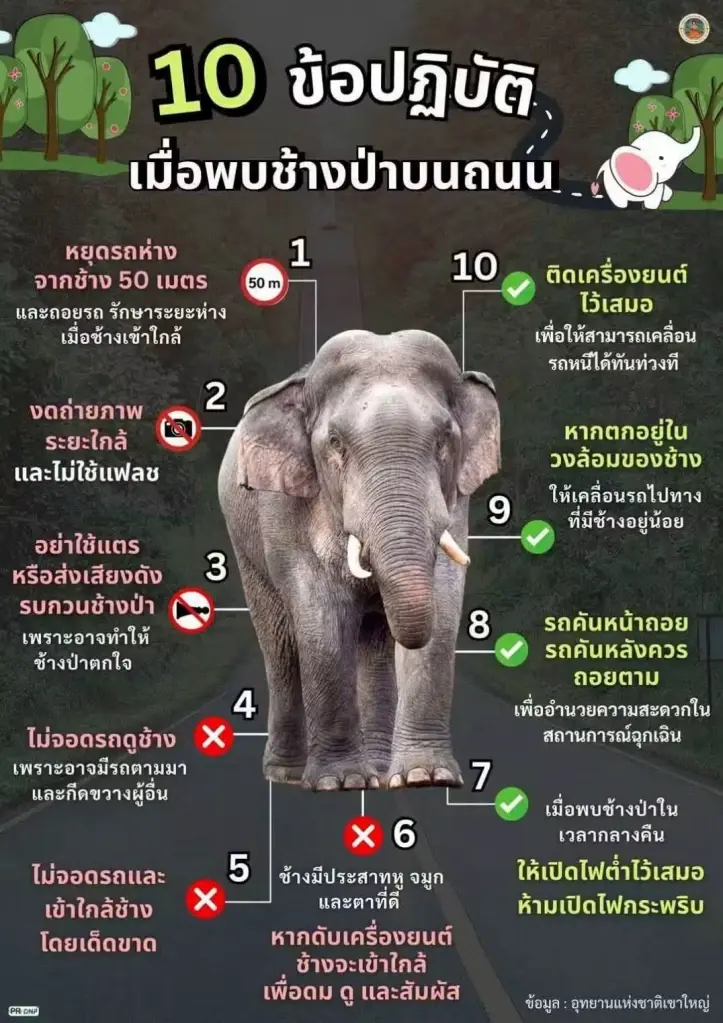 นาทีชีวิต! เจอช้างป่าบนถนน ต้องทำยังไงให้รอดชีวิต