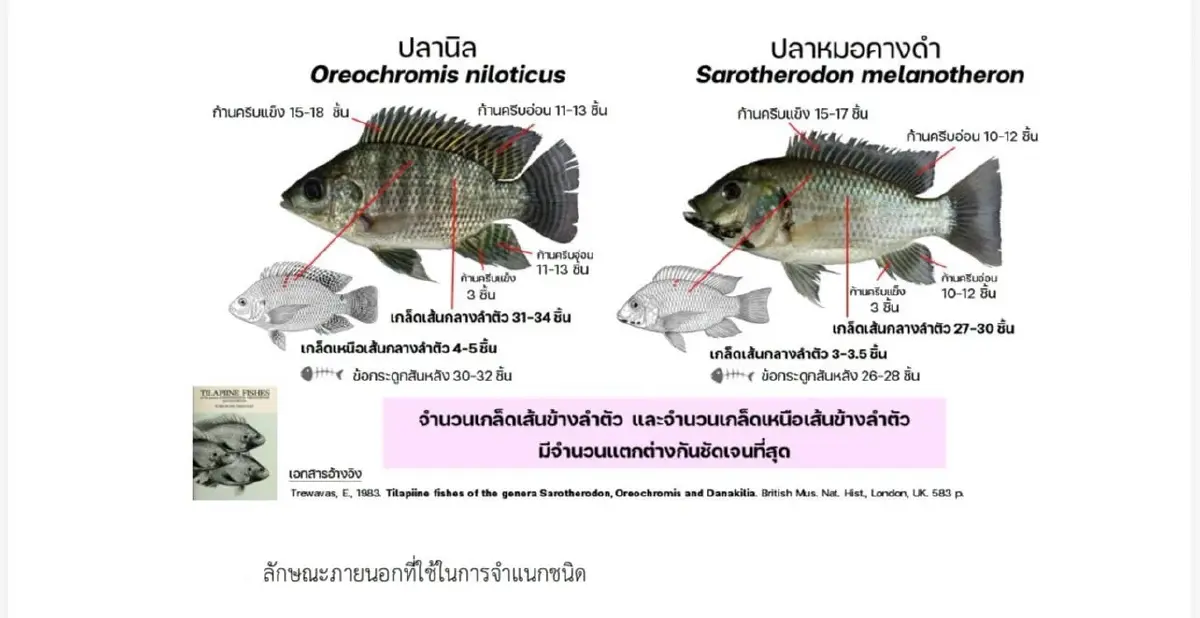 ไม่ใช่แค่ ปลาหมอคางดำ ไทยเผชิญการรุกรานสัตว์น้ำต่างถิ่น ผู้เชี่ยวชาญมองสาเหตุการหลุดรอด