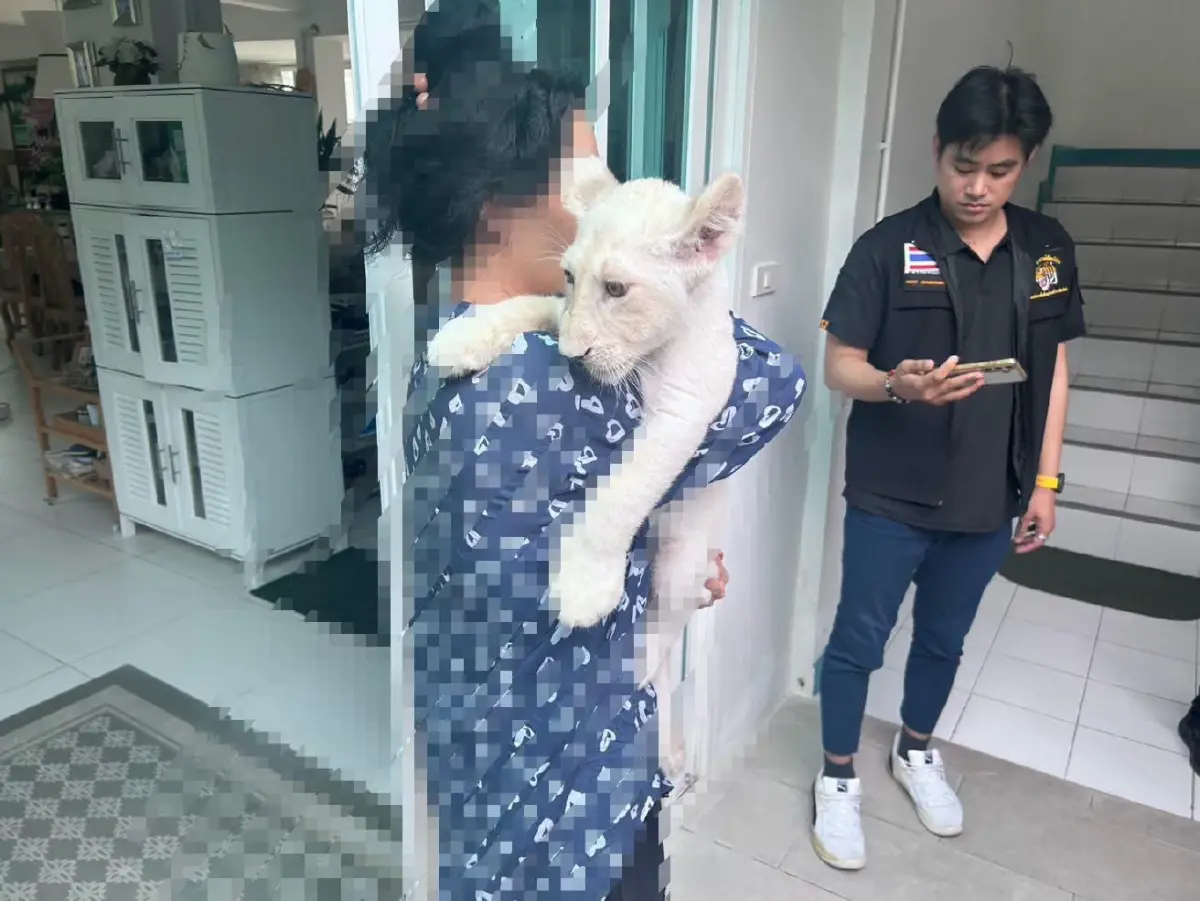 จนท. บุกค้นบ้านเชียงใหม่เจอลูกสิงโตเถื่อน