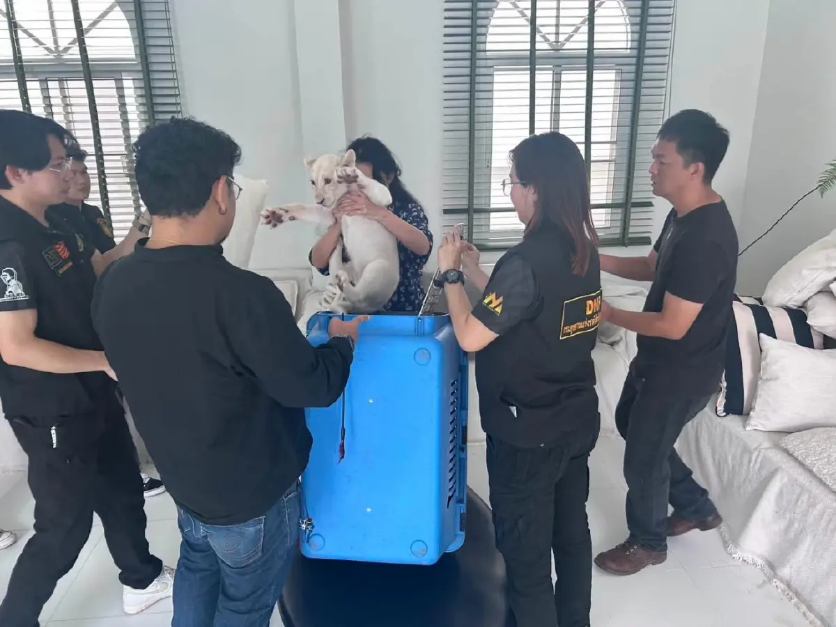 จนท. บุกค้นบ้านเชียงใหม่เจอลูกสิงโตเถื่อน