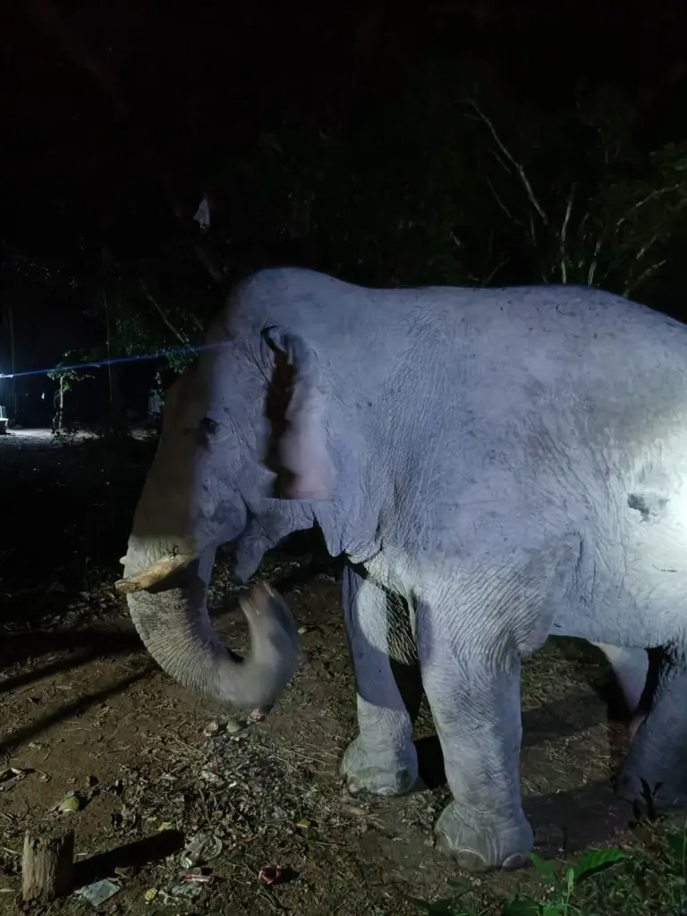 ภาพชัด "พลายสาริกา" ยังมีชีวิตอยู่ เจ้าหน้าที่เจอตัวล่าสุด