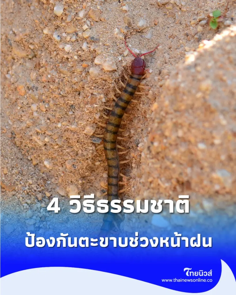 รวมวิธี ไล่ตะขาบ ออกจากบ้านแบบปลอดภัย ไม่ต้องใช้สารเคมีอันตราย สบายใจ