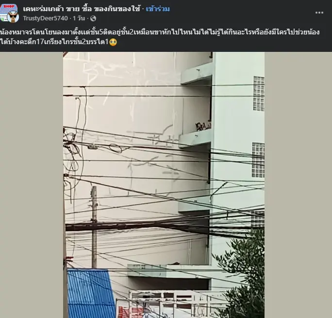 เปิดชะตากรรม "หมาจร" นอนหนาวสั่นกลางน้ำท่วม รู้แล้วถึงกับสงสาร