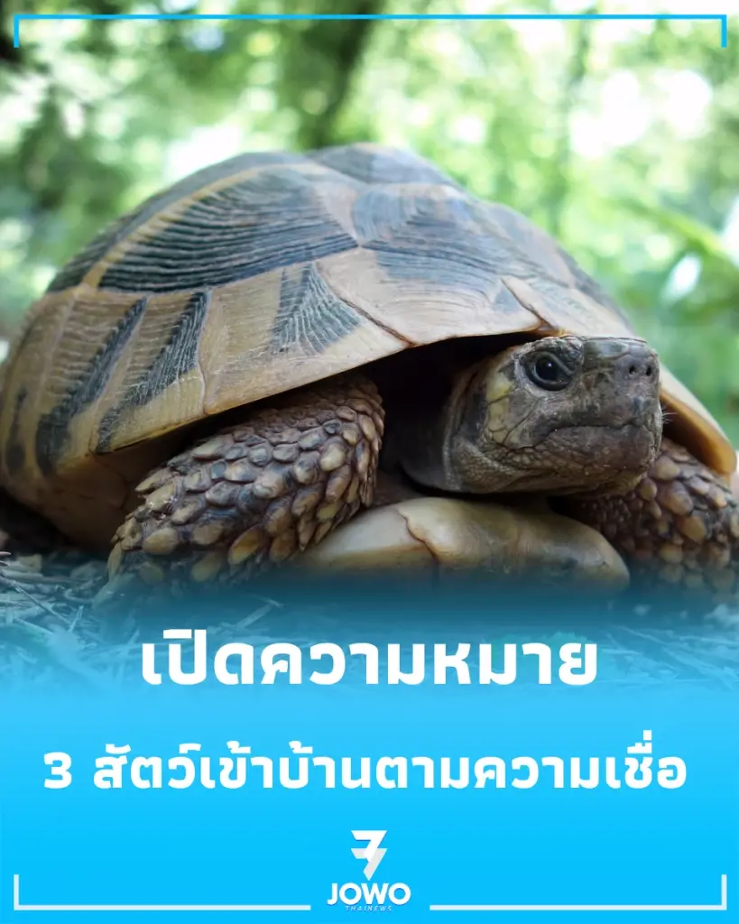 เปิดความหมาย 3 สัตว์มงคลเข้าบ้านตามความเชื่อโบราณ สื่อถึงเรื่องดีๆ และการเปลี่ยนแปลงในชีวิต