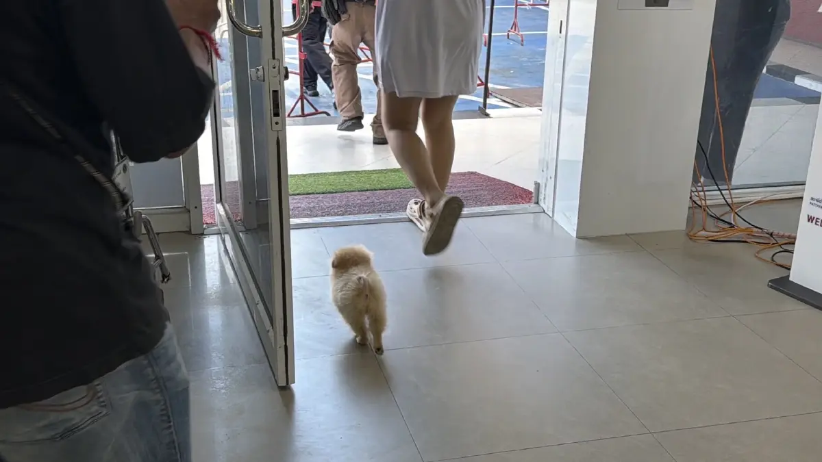 เจ้าของอยู่ไหน? ตร.พัทยารับเลี้ยงลูกปอมหลงทาง รอเจ้าของมารับ