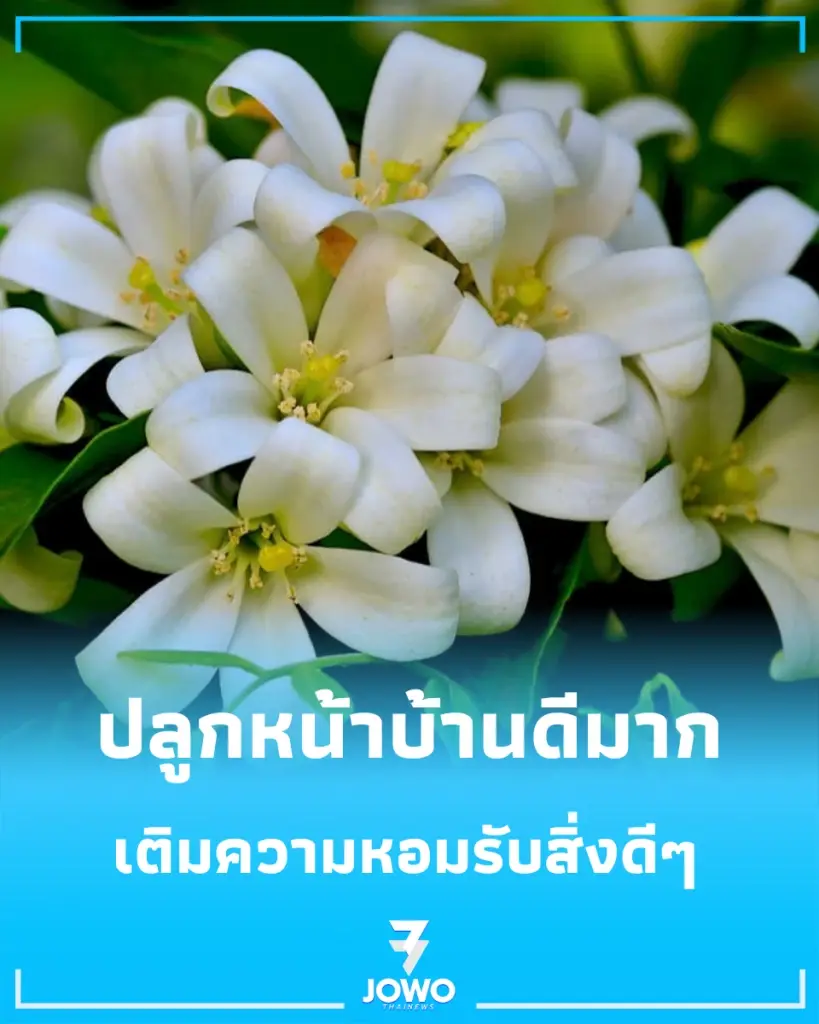 แนะนำไม้หอมมงคล ต้นไม้ปลูกหน้าบ้าน ต้นไม้มงคล ต้นไม้มีกลิ่นหอม สายมู