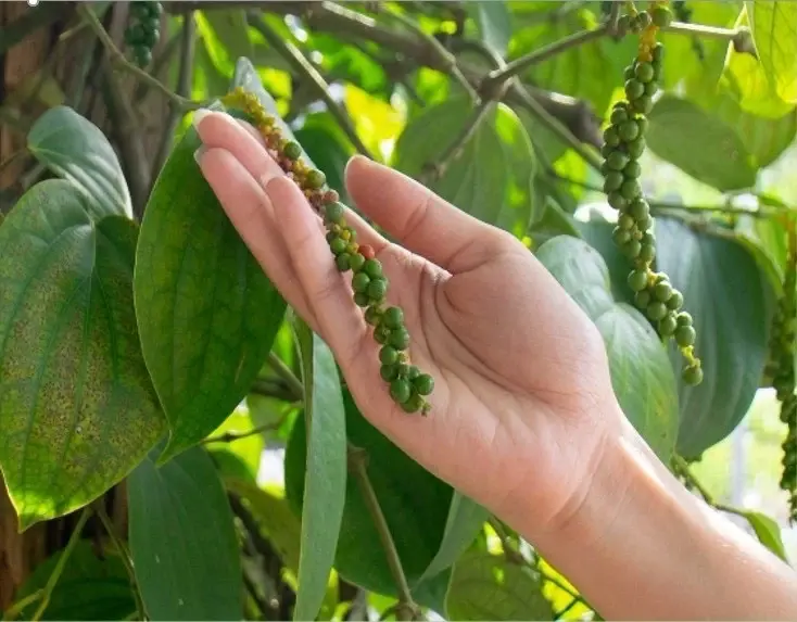 เปิดตัว 2 เครื่องเทศ GI มะแขว่น-พริกไทยสุไหงอุเป เผ็ดหอมไม่ธรรมดา