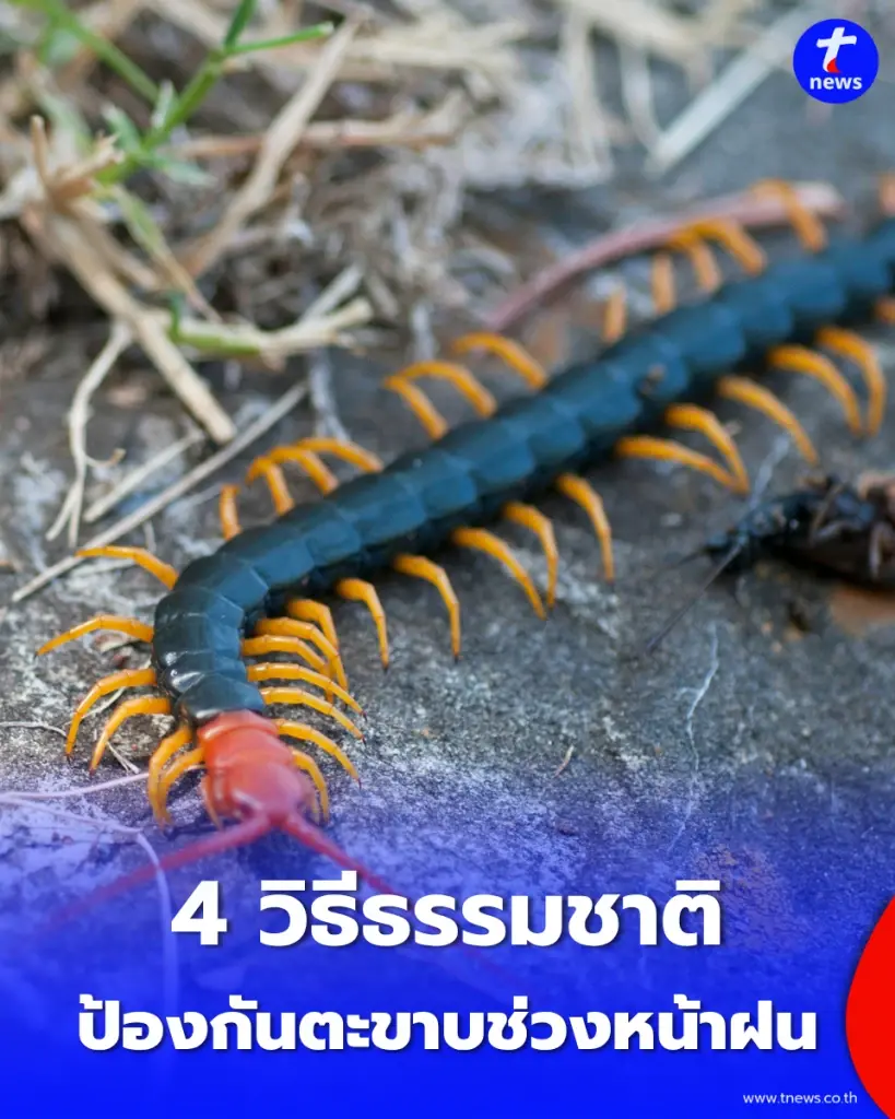 รวมวิธี ไล่ตะขาบ ออกจากบ้านแบบปลอดภัย ไม่ต้องใช้สารเคมีอันตราย สบายใจ