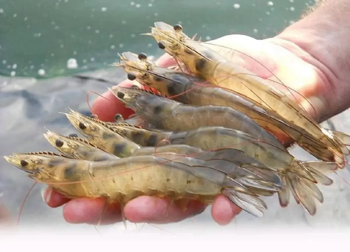 ข่าวดีคนเลี้ยงกุ้ง รัฐช่วย 50% ติดโซลาร์เซลล์ ลดค่าไฟ สูงสุด 50000