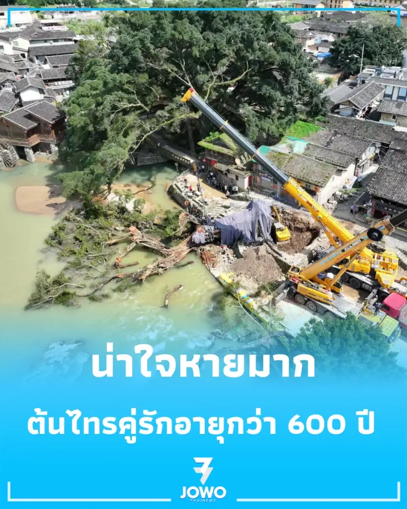 ต้นไทรโบราณ 600 ปี ต้นไม้คู่รักโค่นล้มแล้วหลังฝนตกหนัก