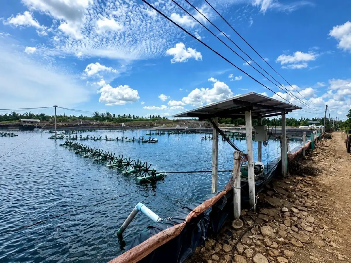 ข่าวดีคนเลี้ยงกุ้ง รัฐช่วย 50% ติดโซลาร์เซลล์ ลดค่าไฟ สูงสุด 50000