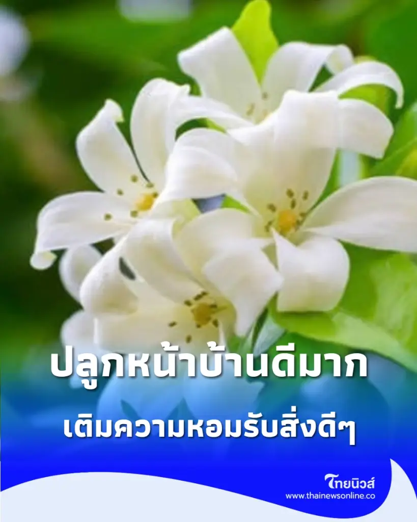 แนะนำไม้หอมมงคล ต้นไม้ปลูกหน้าบ้าน ต้นไม้มงคล ต้นไม้มีกลิ่นหอม สายมู