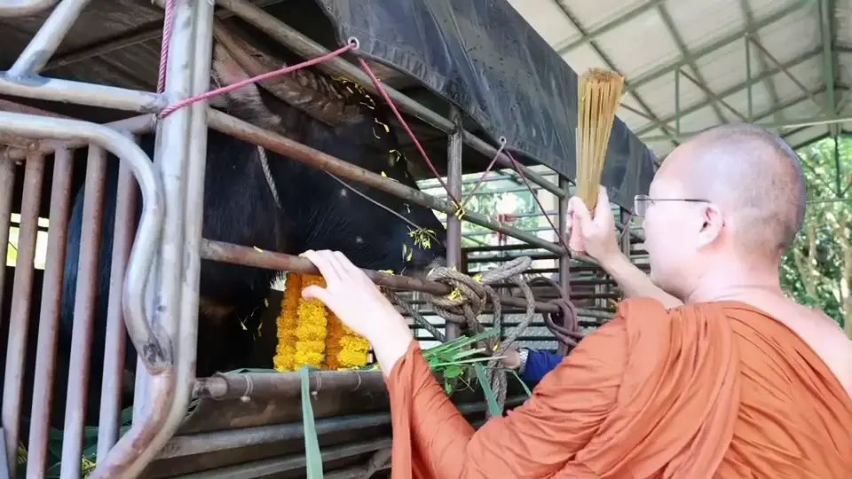 พระครูอ๊อดไถ่ชีวิต "เจ้าดุย" ควายขวิดคนดับ 80,000 บาท รอดโรงเชือด