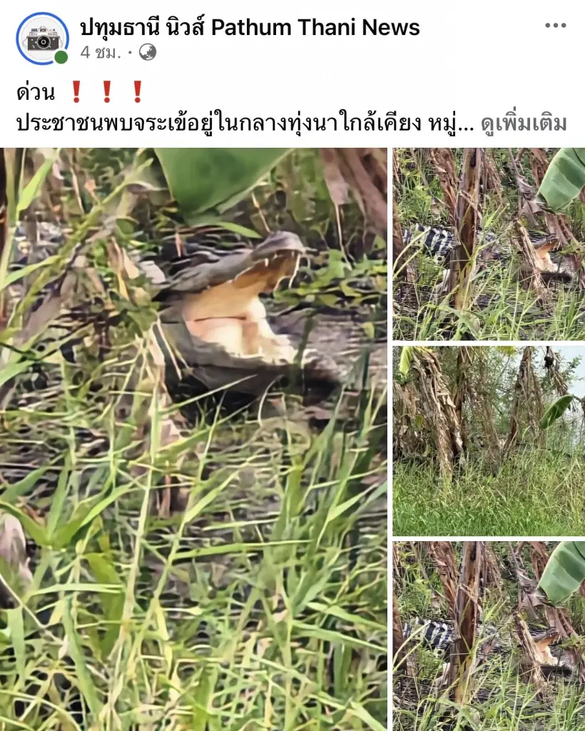 ปทุมธานีมีจระเข้หลุด