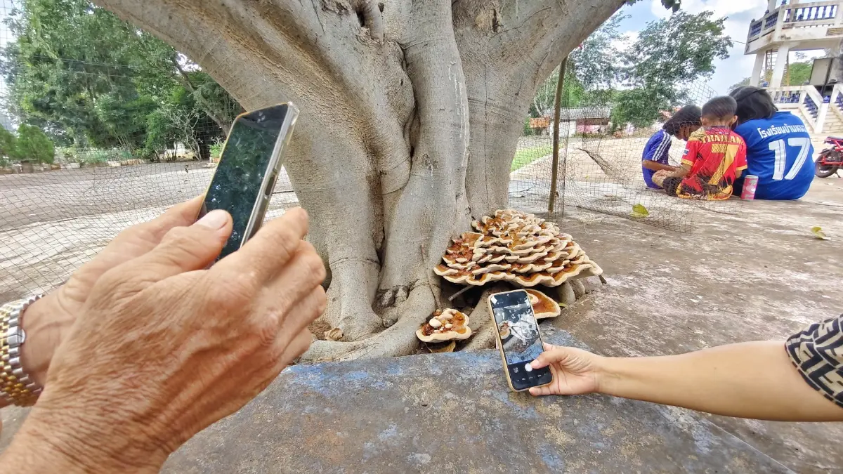 เห็ดซ้อนคล้ายดอกไม้ ผุดใต้ต้นโพธิ์ วันออกพรรษา ชาวบ้านแห่ส่องเลข