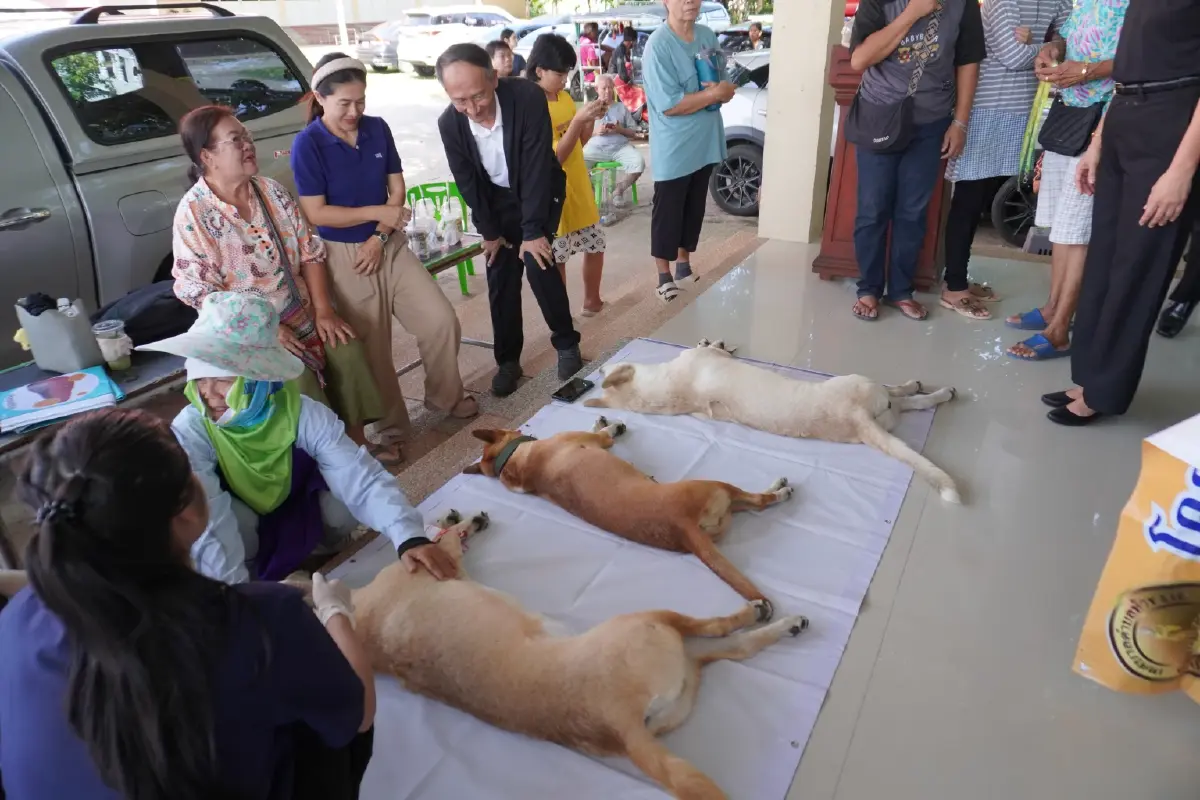 โคราชวิกฤตพิษสุนัขบ้า! สัตว์ติดเชื้อพุ่ง 42 ตัว ดับ 1 ราย