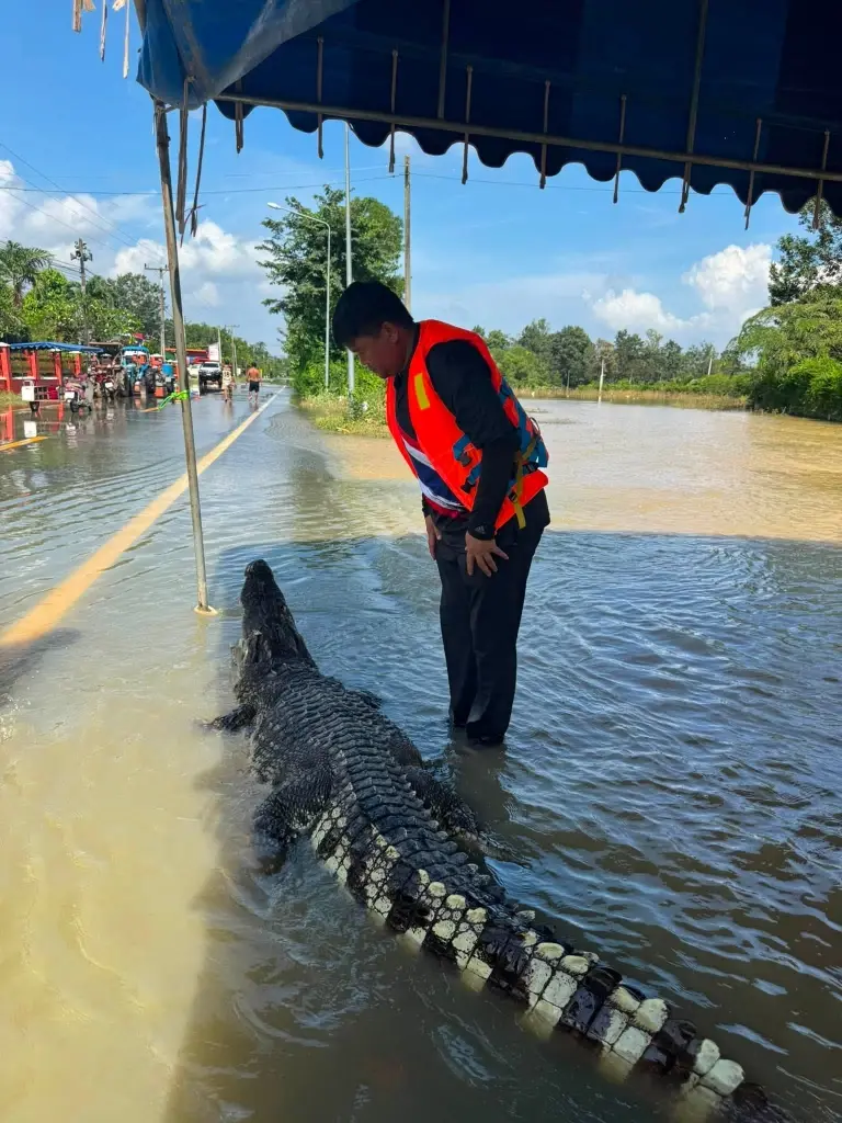 จระเข้ยักษ์โผล่ฉะเชิงเทรา ทำชาวบ้านผวาหนัก ล่าสุดโดนจัดการแล้ว