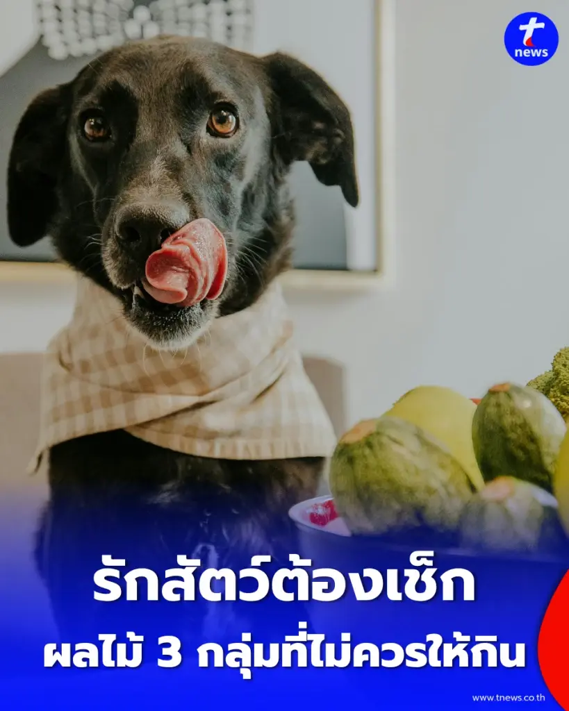 คนเลี้ยงสัตว์ต้องรู้ 3 กลุ่มผลไม้ที่ควรระวัง ก่อนแบ่งให้สัตว์เลี้ยงกิน