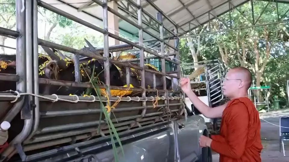 พระครูอ๊อดไถ่ชีวิต "เจ้าดุย" ควายขวิดคนดับ 80,000 บาท รอดโรงเชือด