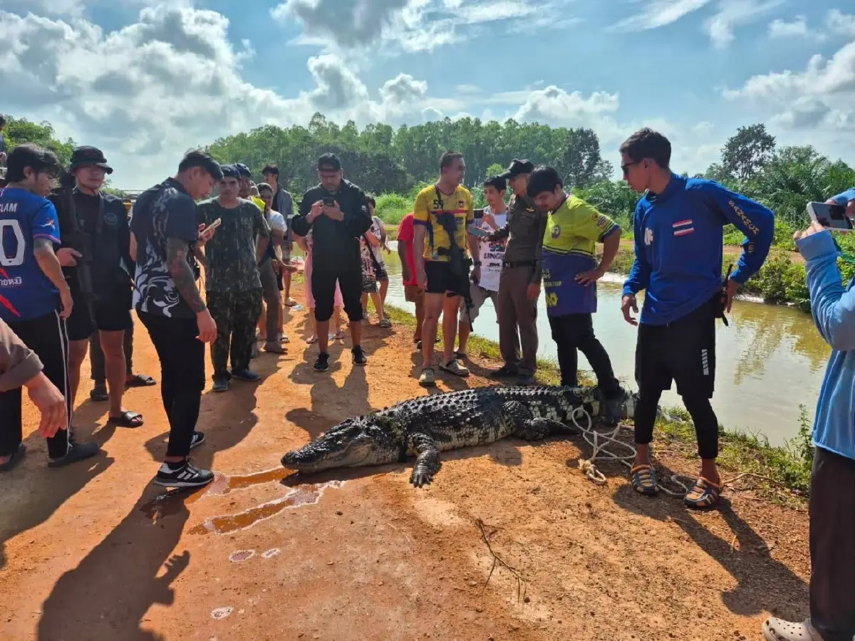 จระเข้ยักษ์โผล่ฉะเชิงเทรา ทำชาวบ้านผวาหนัก ล่าสุดโดนจัดการแล้ว