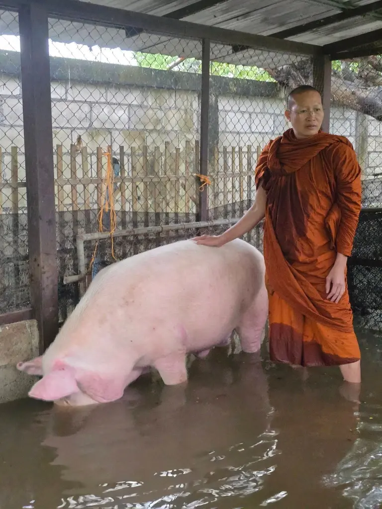 พระครูอ๊อด ลุยน้ำช่วยเจ้าบุญมี หมู 300 โลหนีน้ำท่วม
