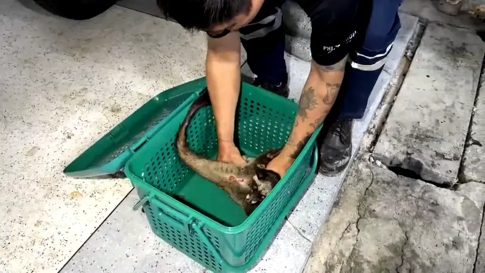 กู้ภัยแปดริ้วจับ "อีเห็นข้างลาย" คาดหลุดแล้วหนีน้ำท่วม