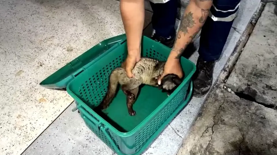 กู้ภัยแปดริ้วจับ "อีเห็นข้างลาย" คาดหลุดแล้วหนีน้ำท่วม