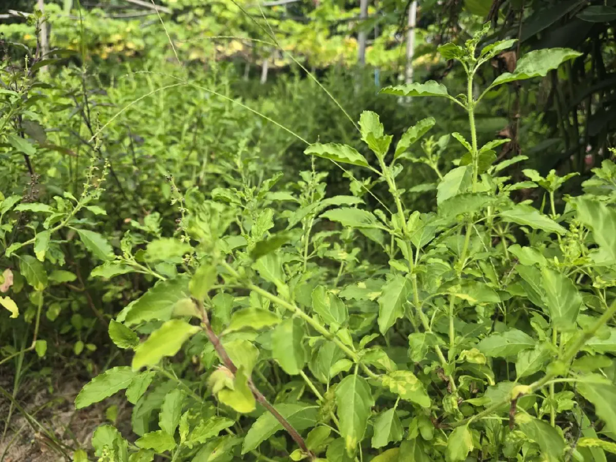 ชาวบ้านกังวล หลังเอกชนจดสิทธิ์ 4 สายพันธุ์ หวั่นกระทบวิถีชีวิต