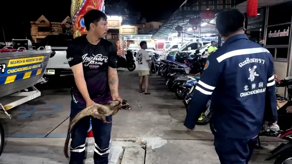 กู้ภัยแปดริ้วจับ "อีเห็นข้างลาย" คาดหลุดแล้วหนีน้ำท่วม