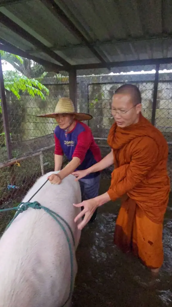 พระครูอ๊อด ลุยน้ำช่วยเจ้าบุญมี หมู 300 โลหนีน้ำท่วม